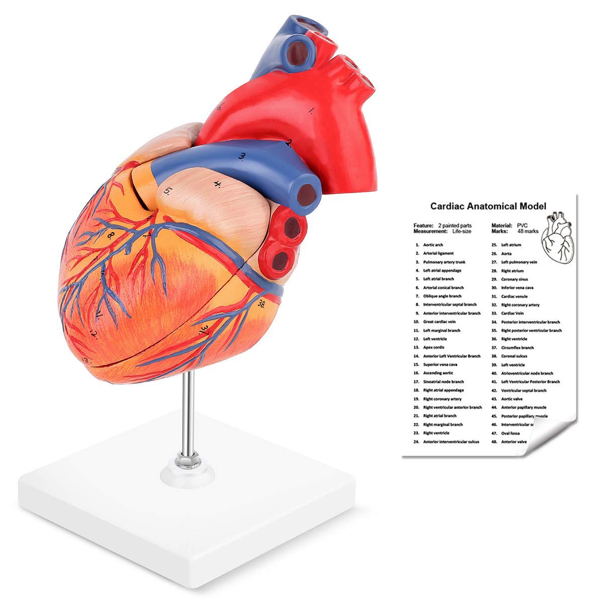 人体模型パート2